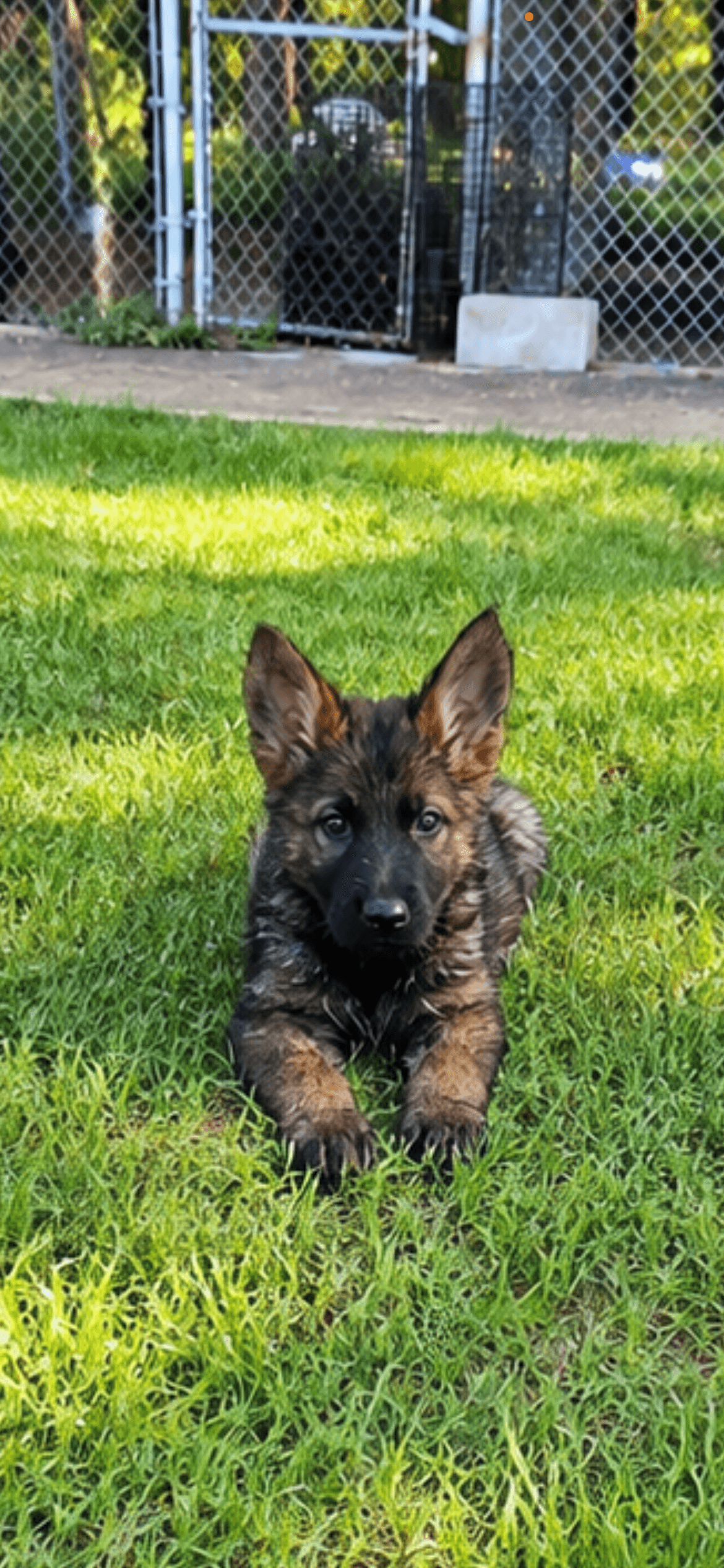 German Shepherd Puppies, German Shepherd