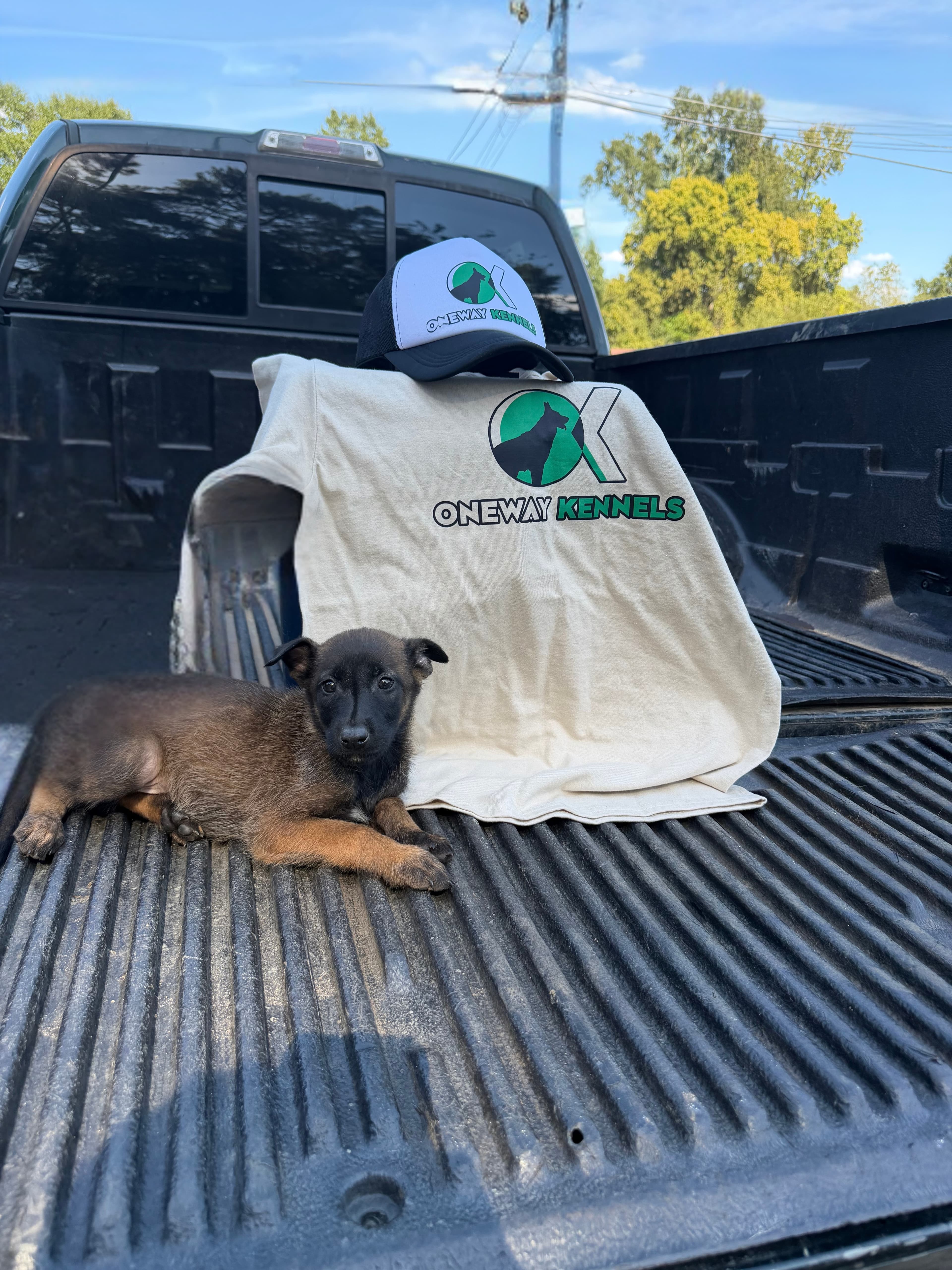 Belgian Malinois, German Shepherd